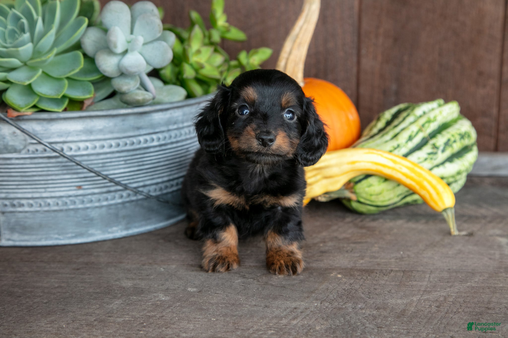 Miniature Dachshund dogs for sale: Zander - Ad 1