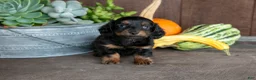 Miniature Dachshund dogs for sale: Zander - Ad 1