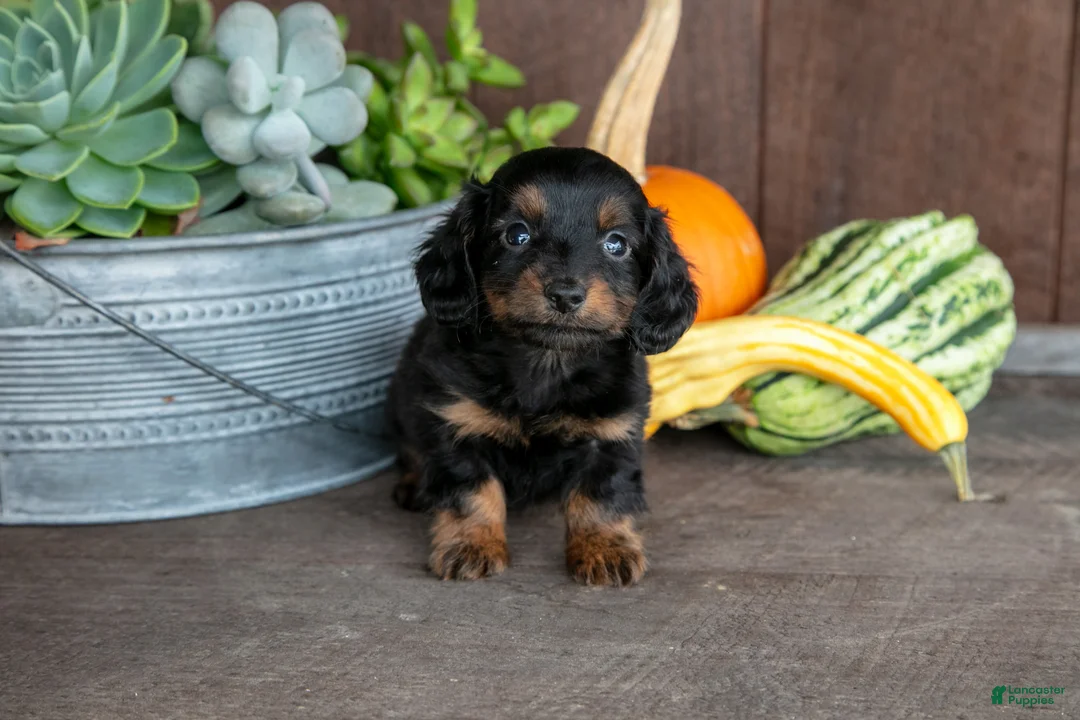 Miniature Dachshund dogs for sale: Zander - Ad 1