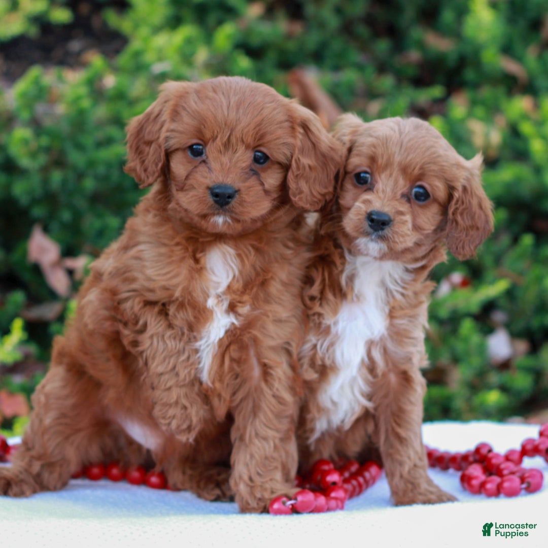 Cavapoo dogs for sale: Darcy  - Ad 4
