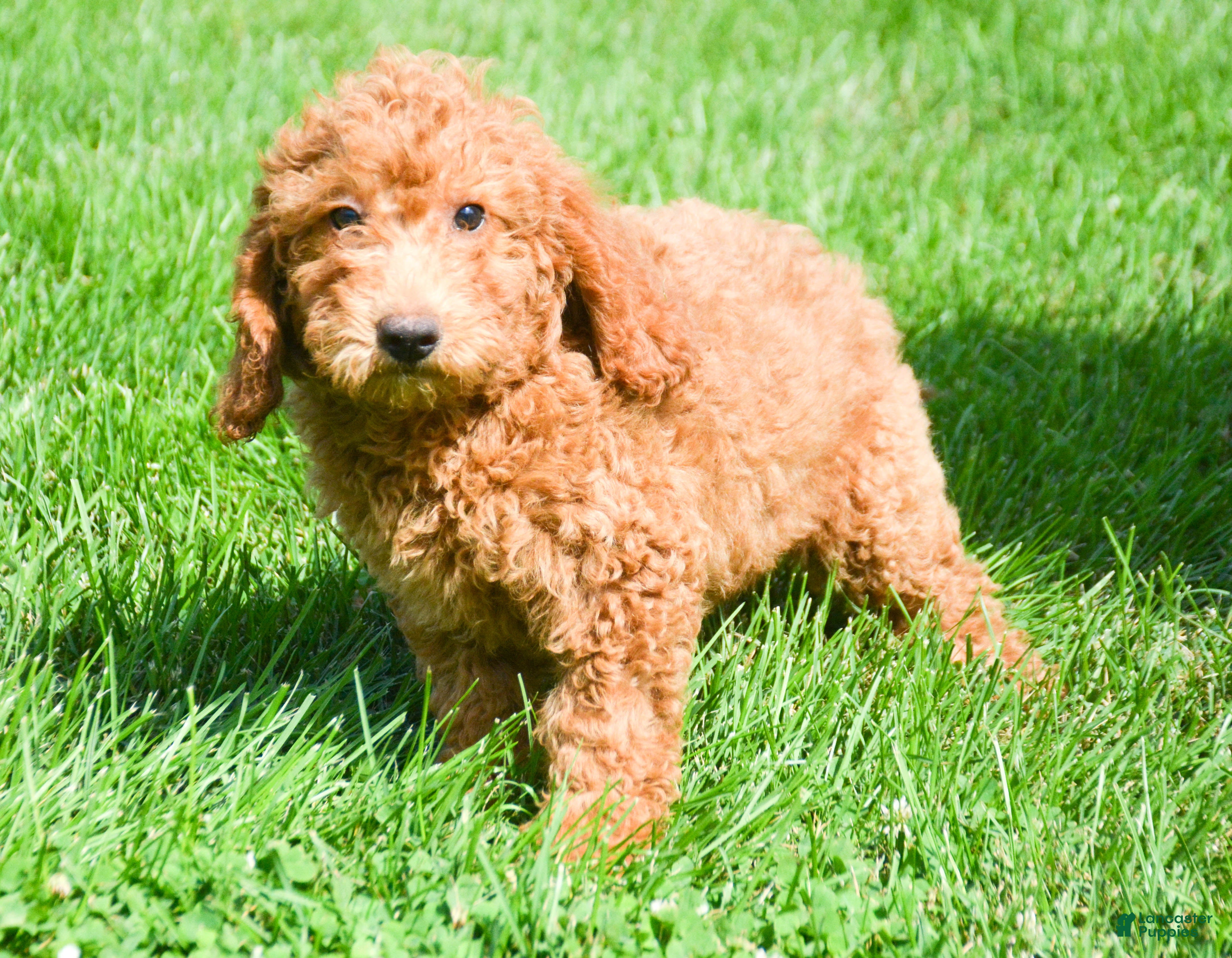 Mini Goldendoodle dogs Duncan Mini Goldendoodle 1 - Ad 1