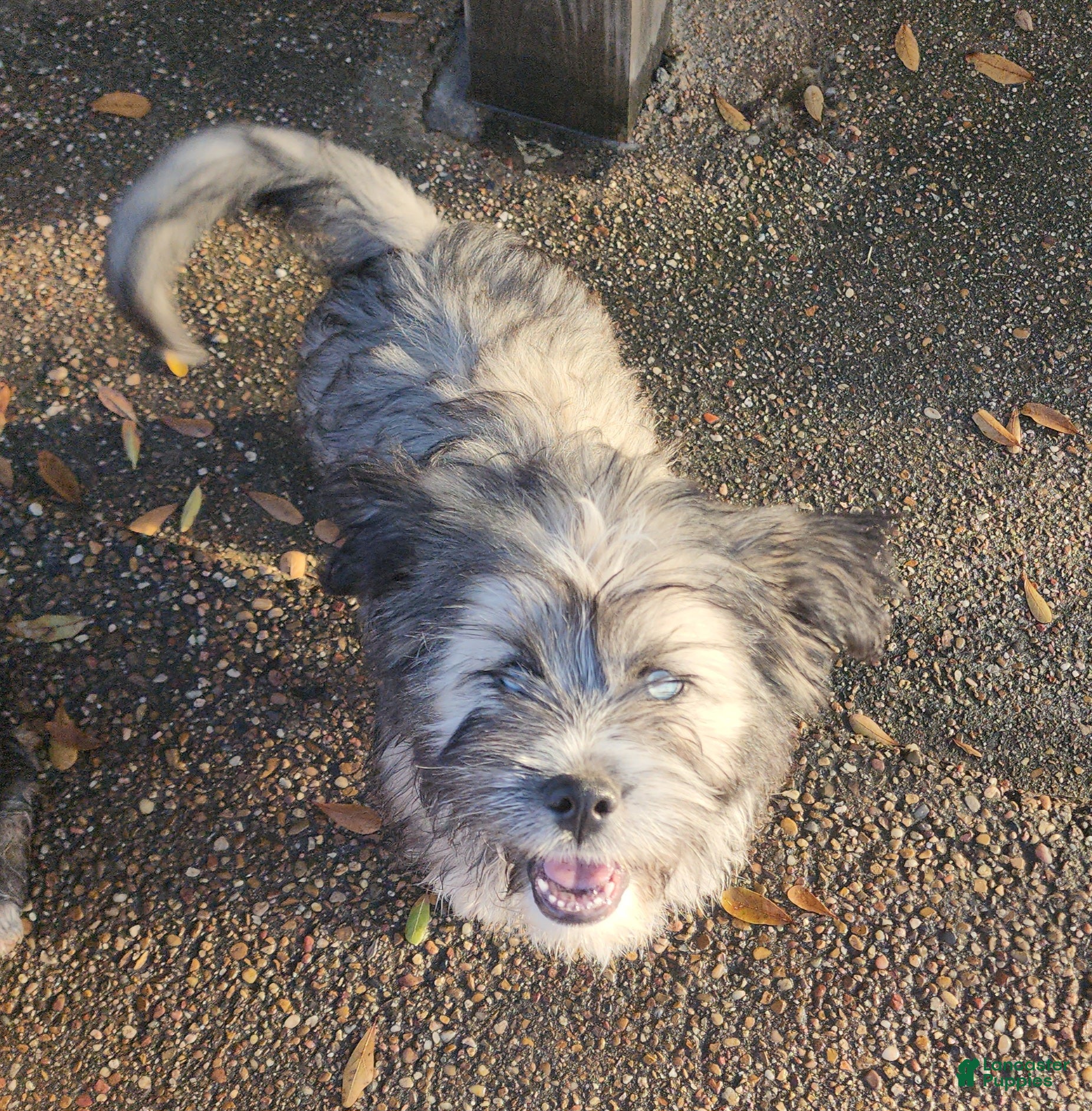 Mixed Breed dogs Mixed Breed Puppy 3 - Ad 2