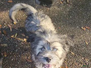 Mixed Breed dogs Mixed Breed Puppy 3 - Ad 26