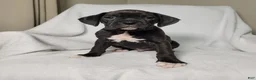 Boxer dogs for sale: Osage - Ad 1