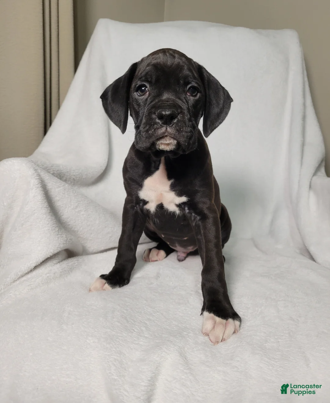 Boxer dogs for sale: Osage - Ad 1