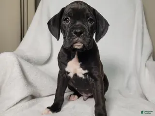 Boxer dogs Osage - Ad 13