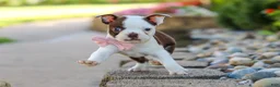 Boston Terrier dogs for sale: Sammy - Ad 7