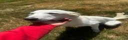 Great Pyrenees dogs for sale: Great Pyrenees 1 - Ad 2