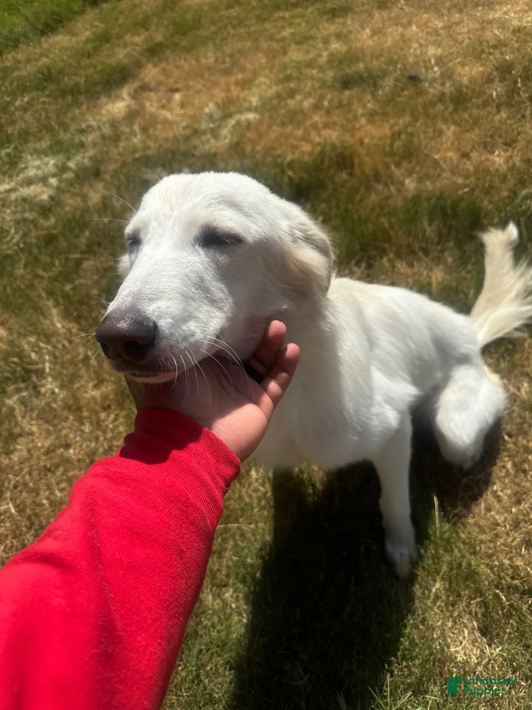 Great Pyrenees dogs for sale: Great Pyrenees 1 - Ad 2