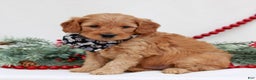 Mini Goldendoodle dogs for sale: Boston  - Ad 3