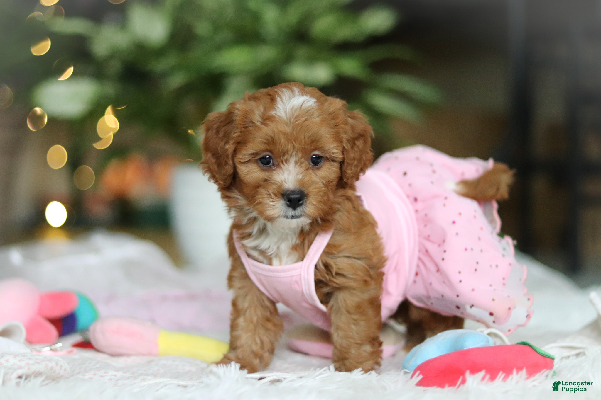 Cavapoo dogs Mable - Ad 30