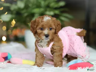 Cavapoo dogs Mable - Ad 30