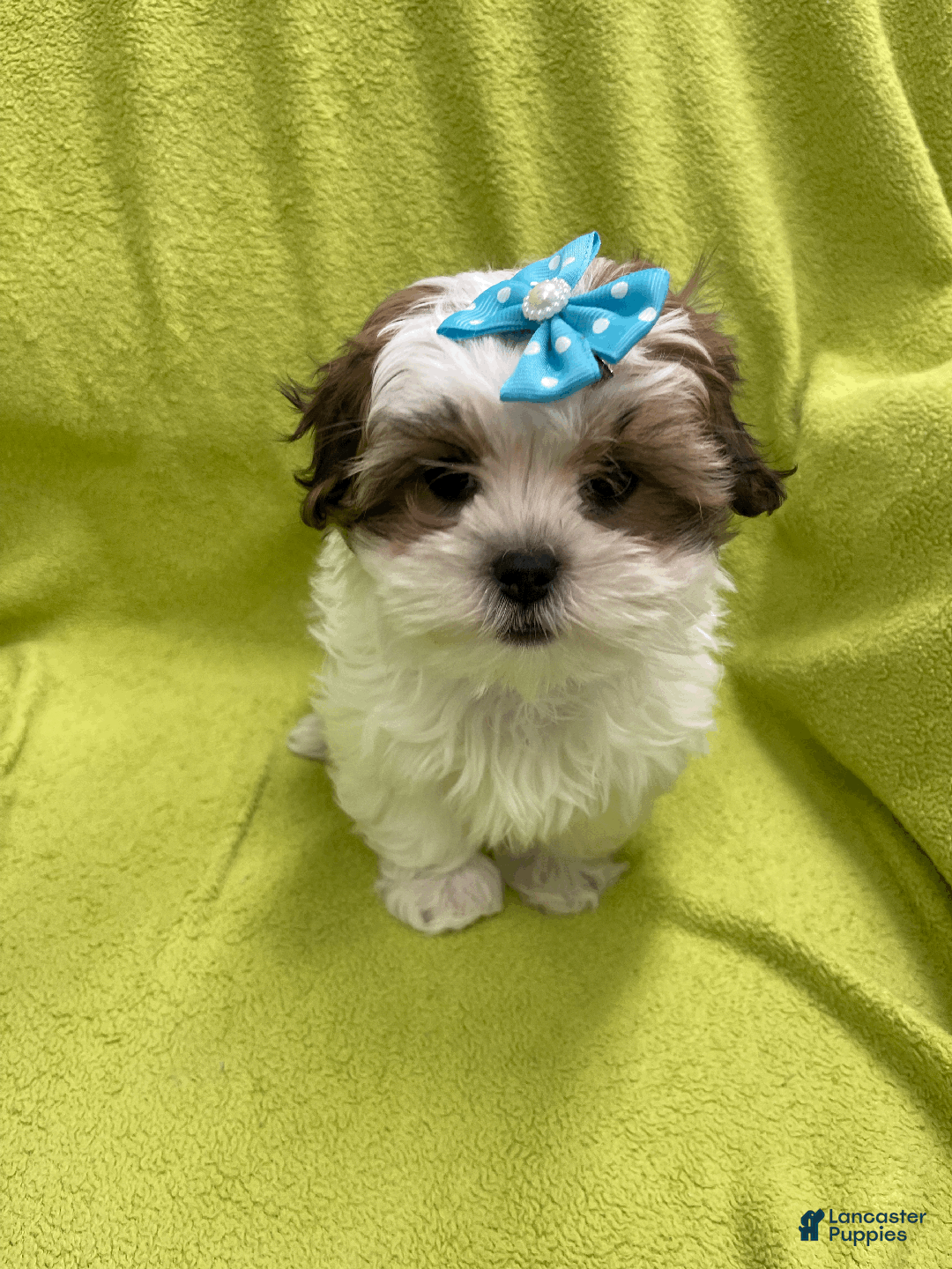 Malshi dogs for sale: Lyric - Ad 4