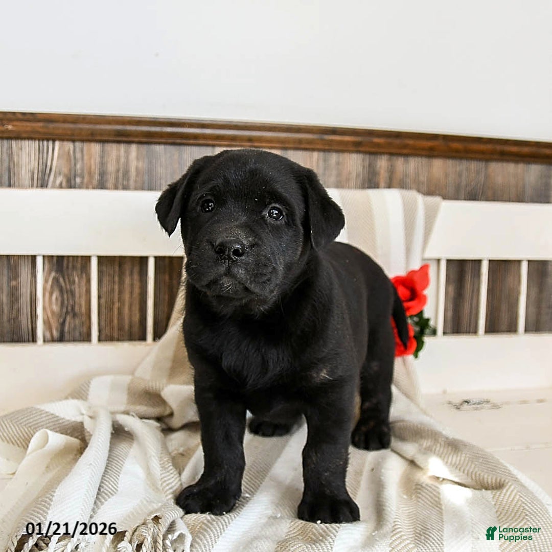 Labrador Retriever dogs for sale: Corbin - Ad 3