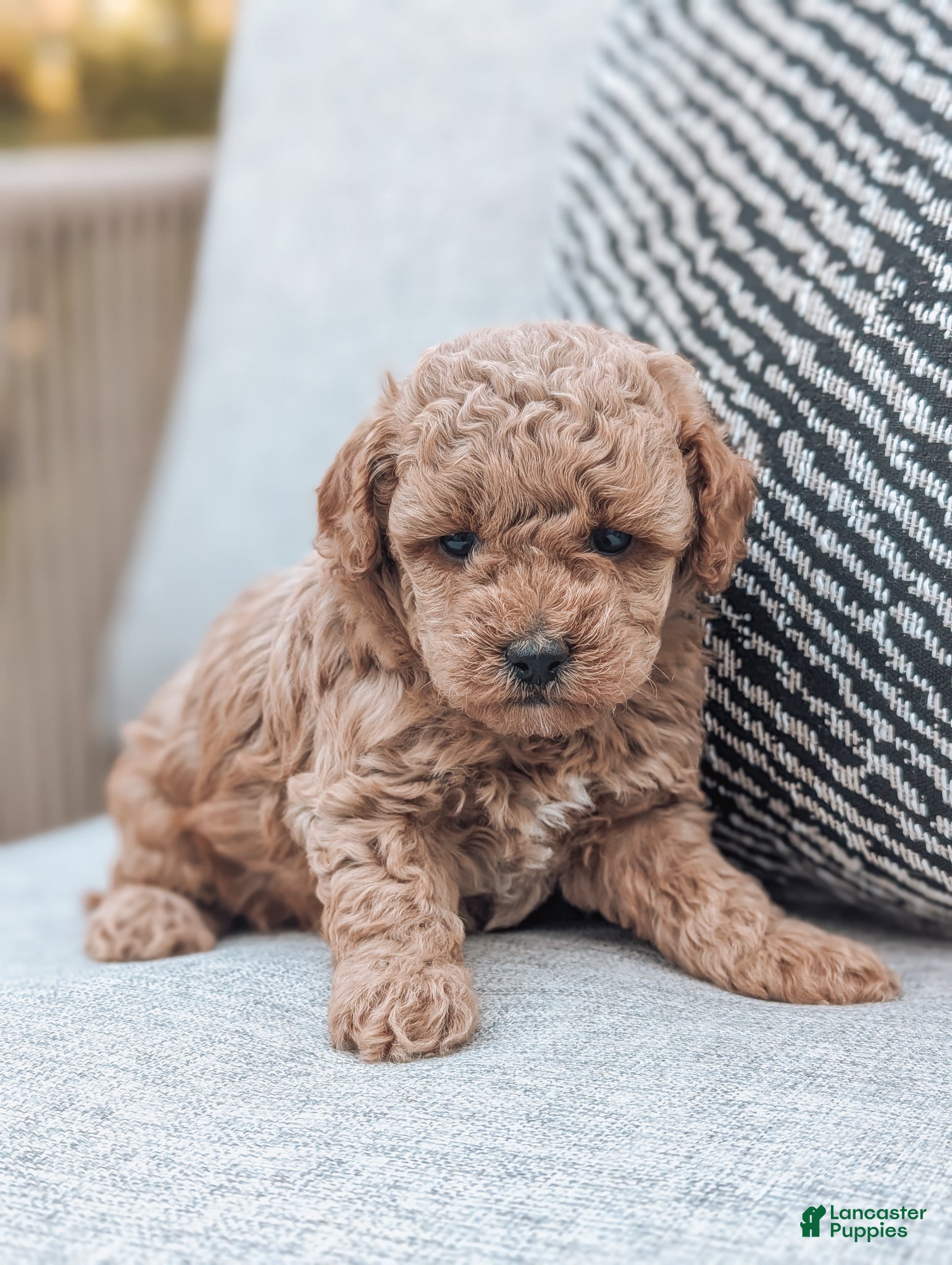 Bichpoo dogs Tammy - Ad 1