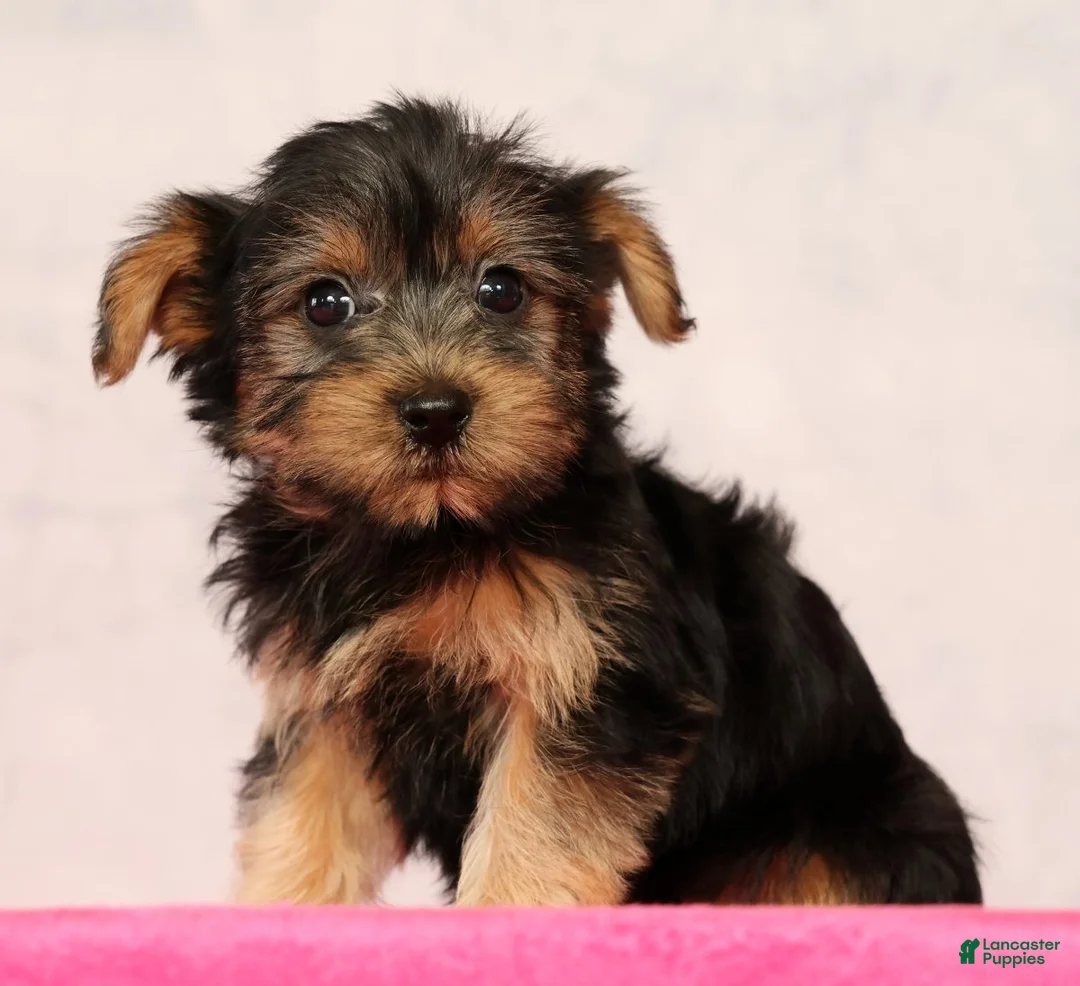 Yorkshire Terrier dogs for sale: Nellie - Ad 2