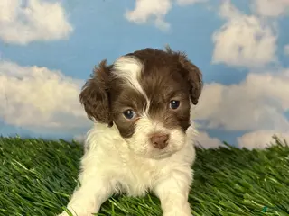 Teddy Bear dogs for sale: Waffle - Ad 2