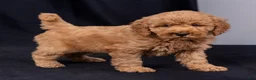 Mini Goldendoodle dogs for sale: Kelsie - Ad 1
