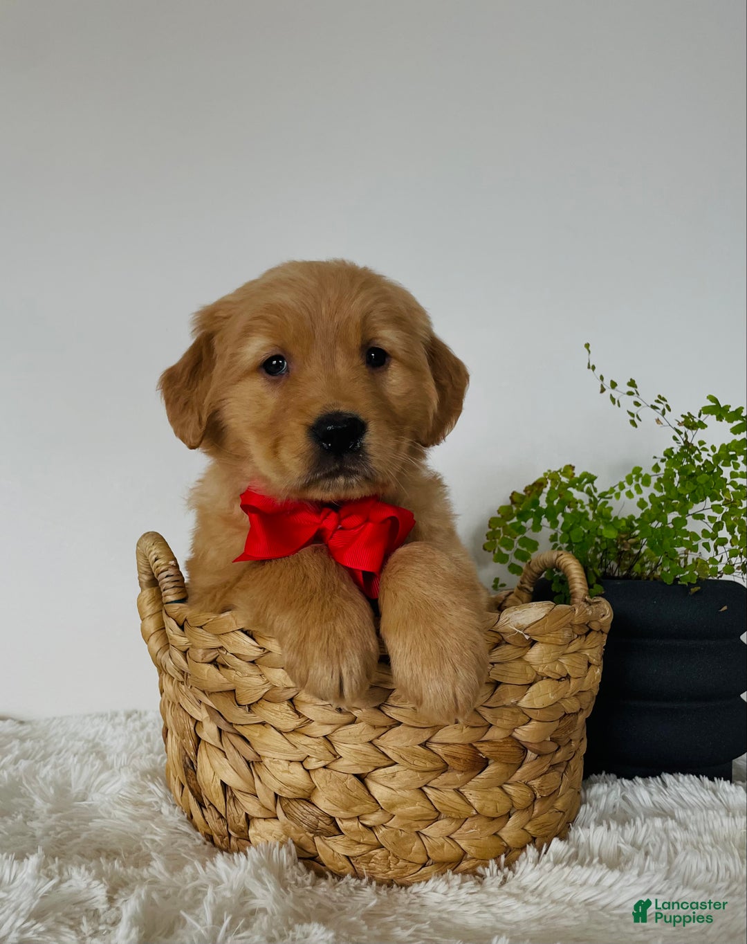 Golden Retriever dogs for sale: Shiloh - Ad 1
