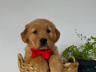 Golden Retriever dogs Shiloh - Ad 36