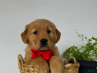 Golden Retriever dogs Shiloh - Ad 14