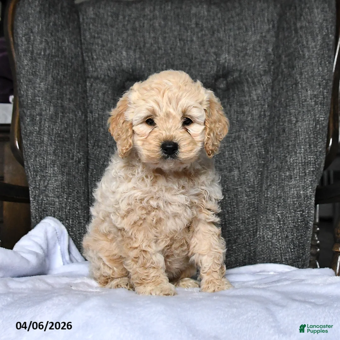 Cockapoo dogs for sale: Roxie - Ad 2