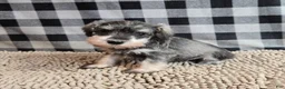 Miniature Schnauzer dogs for sale: Scout - Ad 7