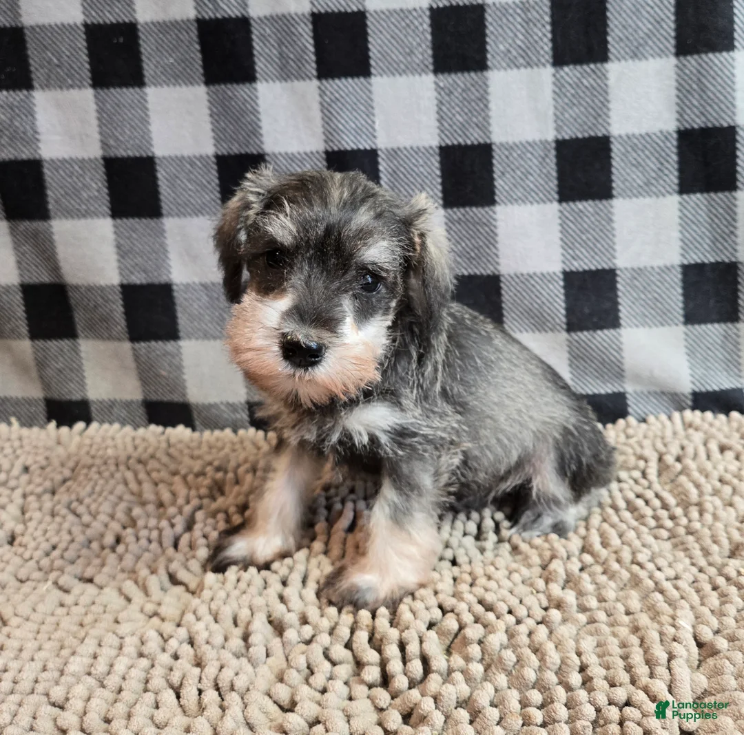 Miniature Schnauzer dogs for sale: Scout - Ad 7