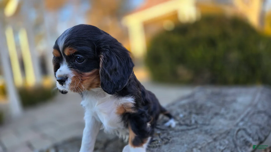 Cavalier King Charles Spaniel dogs for sale: Virgil - Ad 6