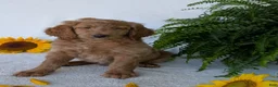 Goldendoodle dogs for sale: Lou - Ad 9