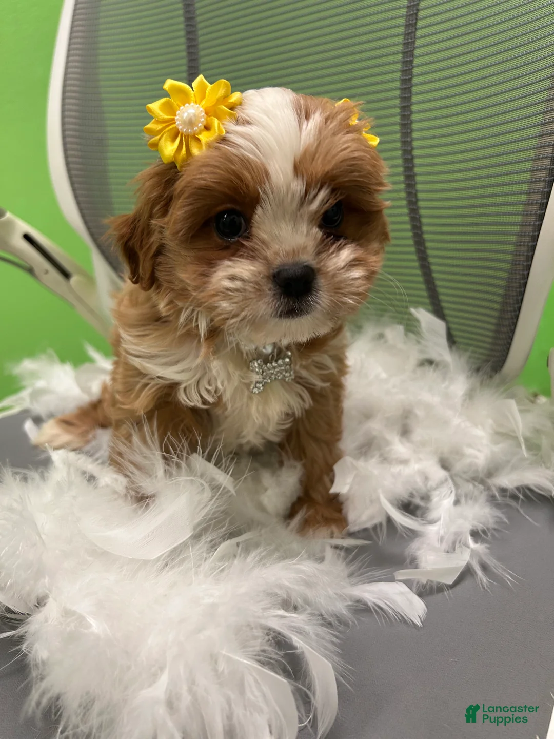 Shihpoo dogs for sale: Shihpoo 4 - Ad 1