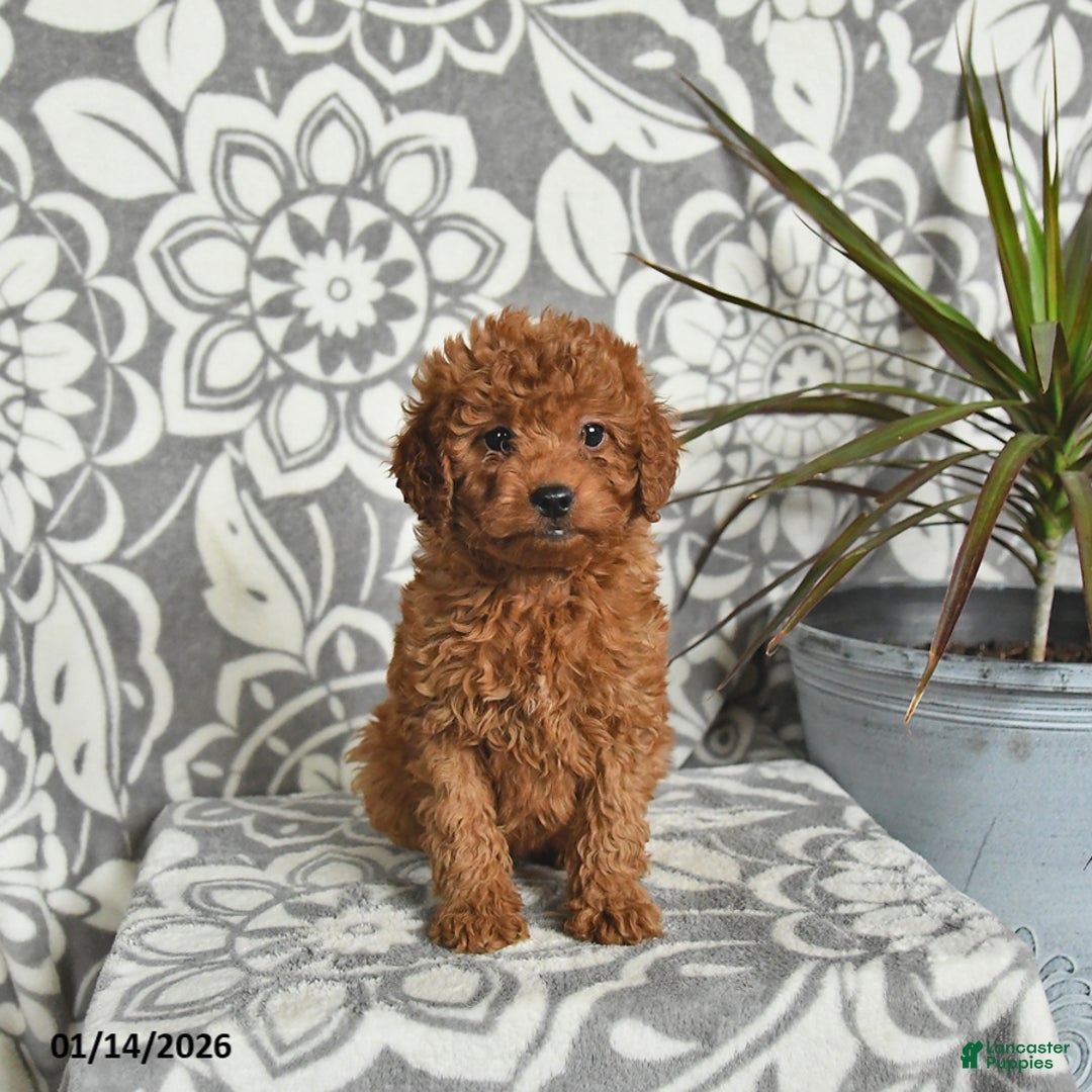 Mini Goldendoodle dogs for sale: Raven - Ad 4