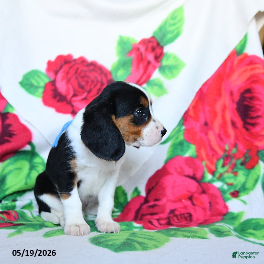 Beaglier dogs Lucky - Ad 2