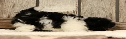 Havapoo dogs for sale: Beauty - Ad 4