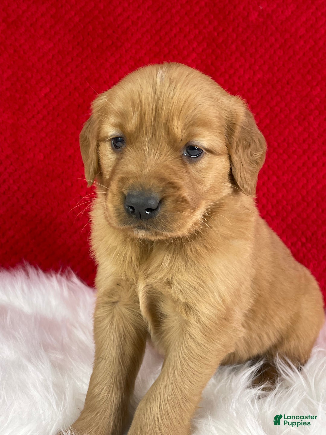 Golden Retriever dogs for sale: Nick - Ad 7