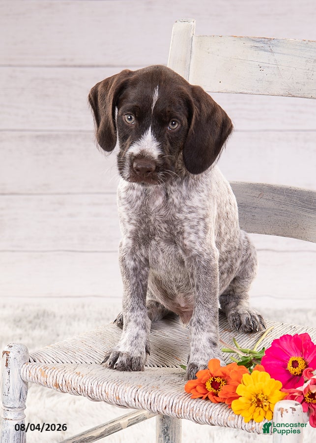 Mixed Breed dogs Romeo - Ad 2