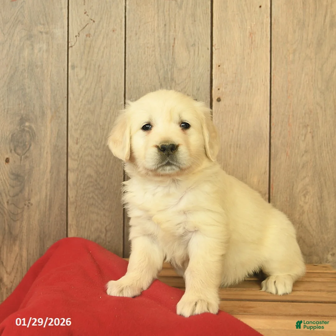 Golden Retriever dogs for sale: Goldie  - Ad 2