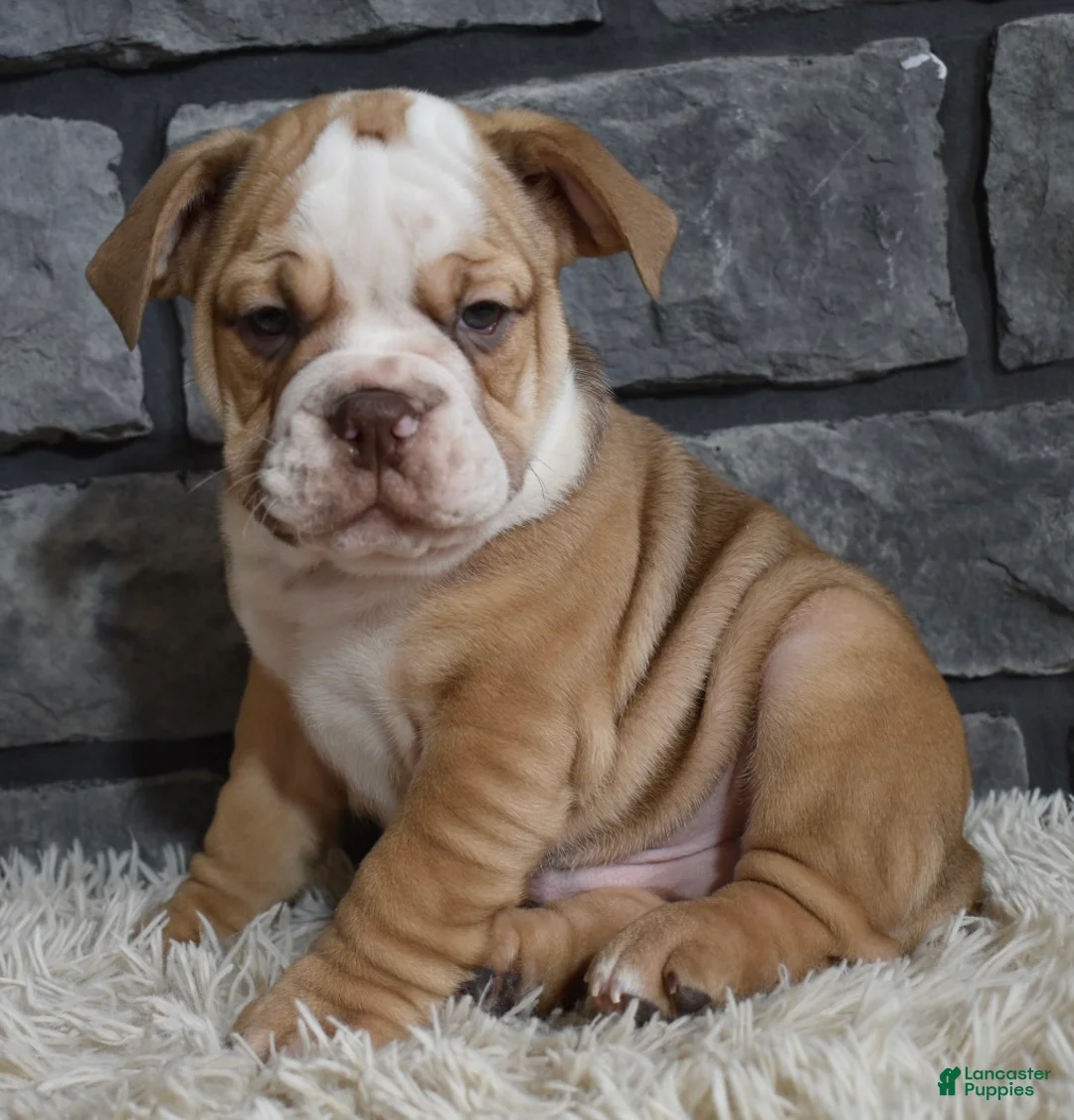 Beabull dogs for sale: Tater - Ad 1