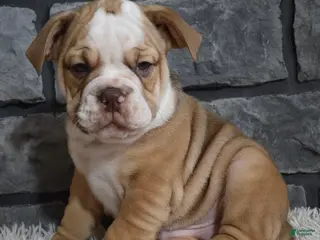 Beabull dogs for sale: Tater - Ad 2