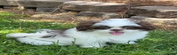 Shih Tzu dogs for sale: Shih Tzu Puppy 1 - Ad 3