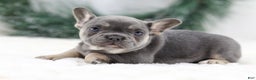 French Bulldog dogs for sale: Helen - Ad 6