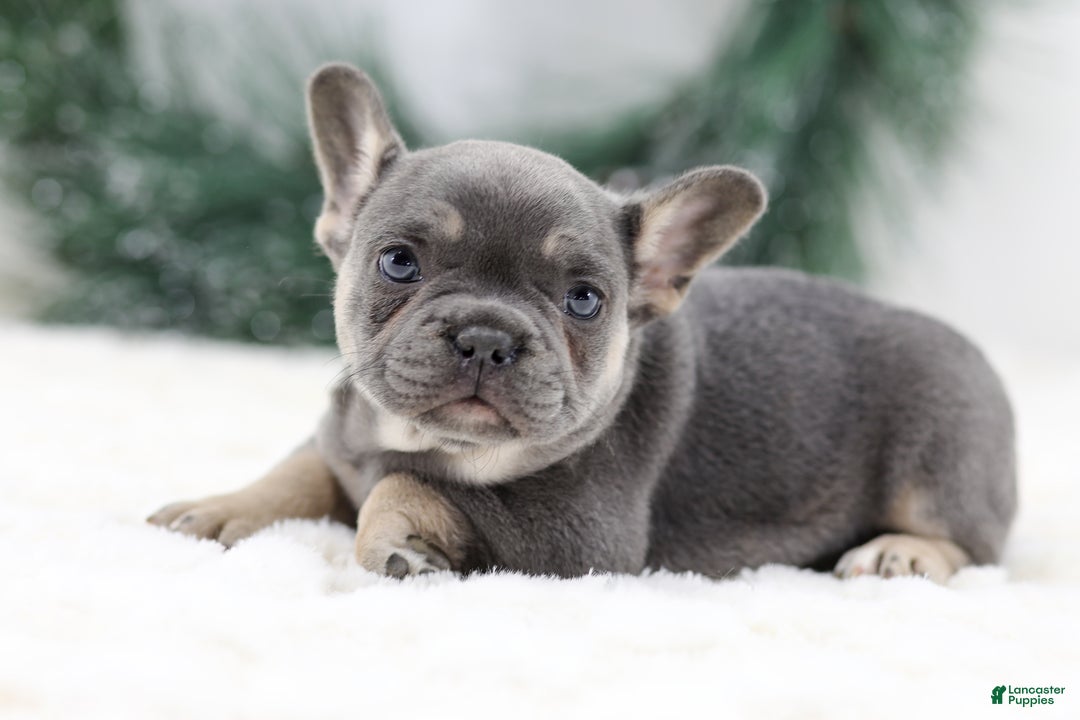 French Bulldog dogs for sale: Helen - Ad 6