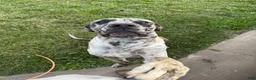 Mixed Breed dogs for sale: Harleyquin Male - Ad 7