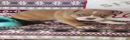Olde English Bulldogge dogs for sale: Cooper - Ad 4