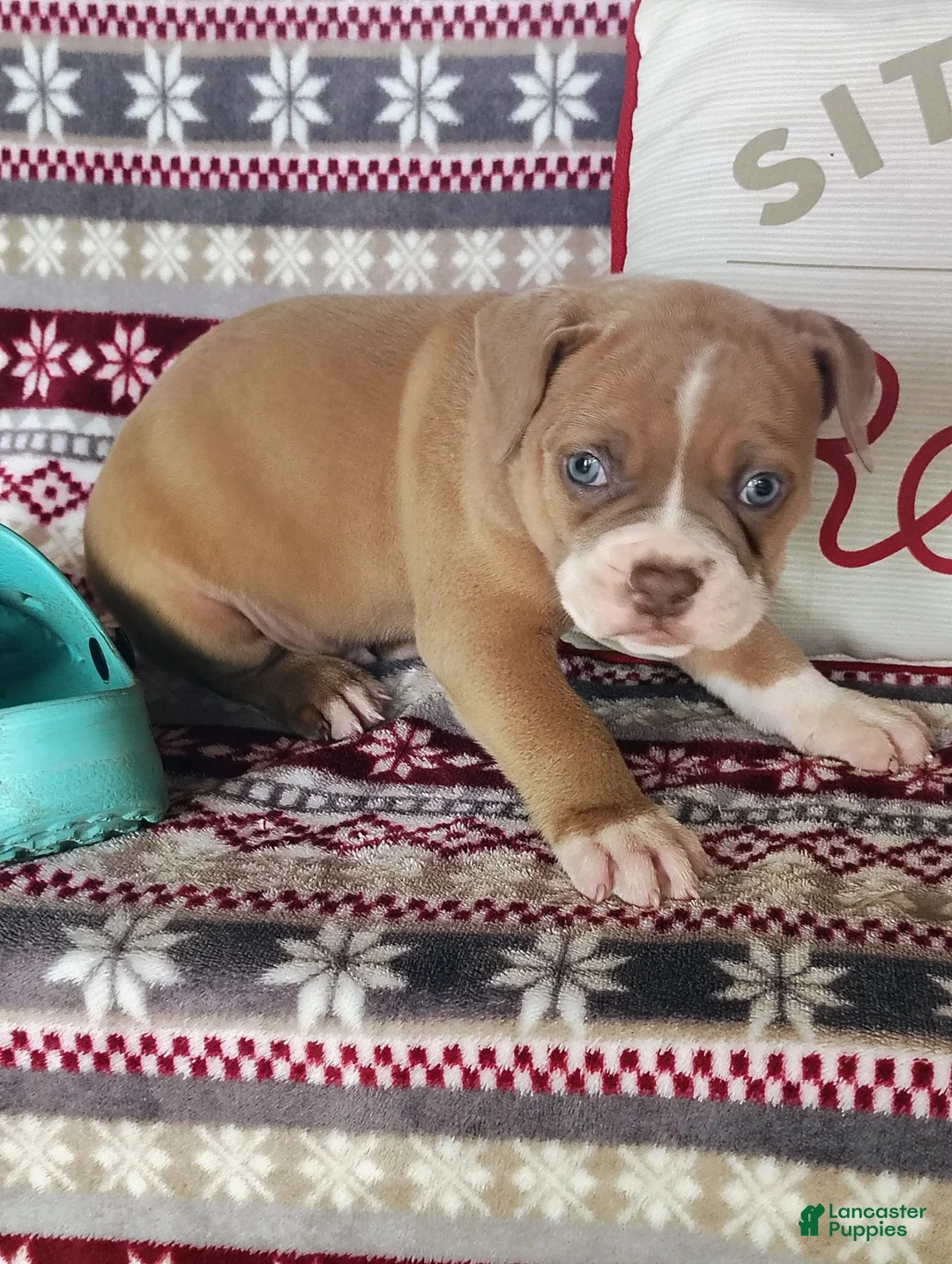 Olde English Bulldogge dogs for sale: Cooper - Ad 4