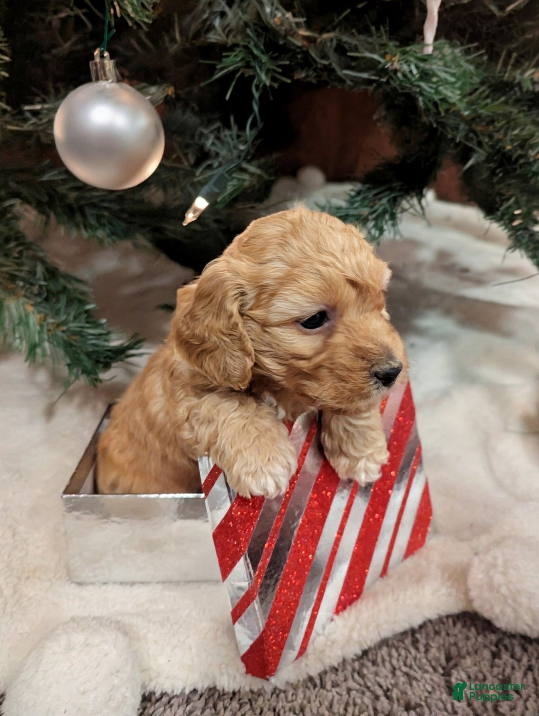 Mixed Breed dogs for sale: Luna  - Ad 4