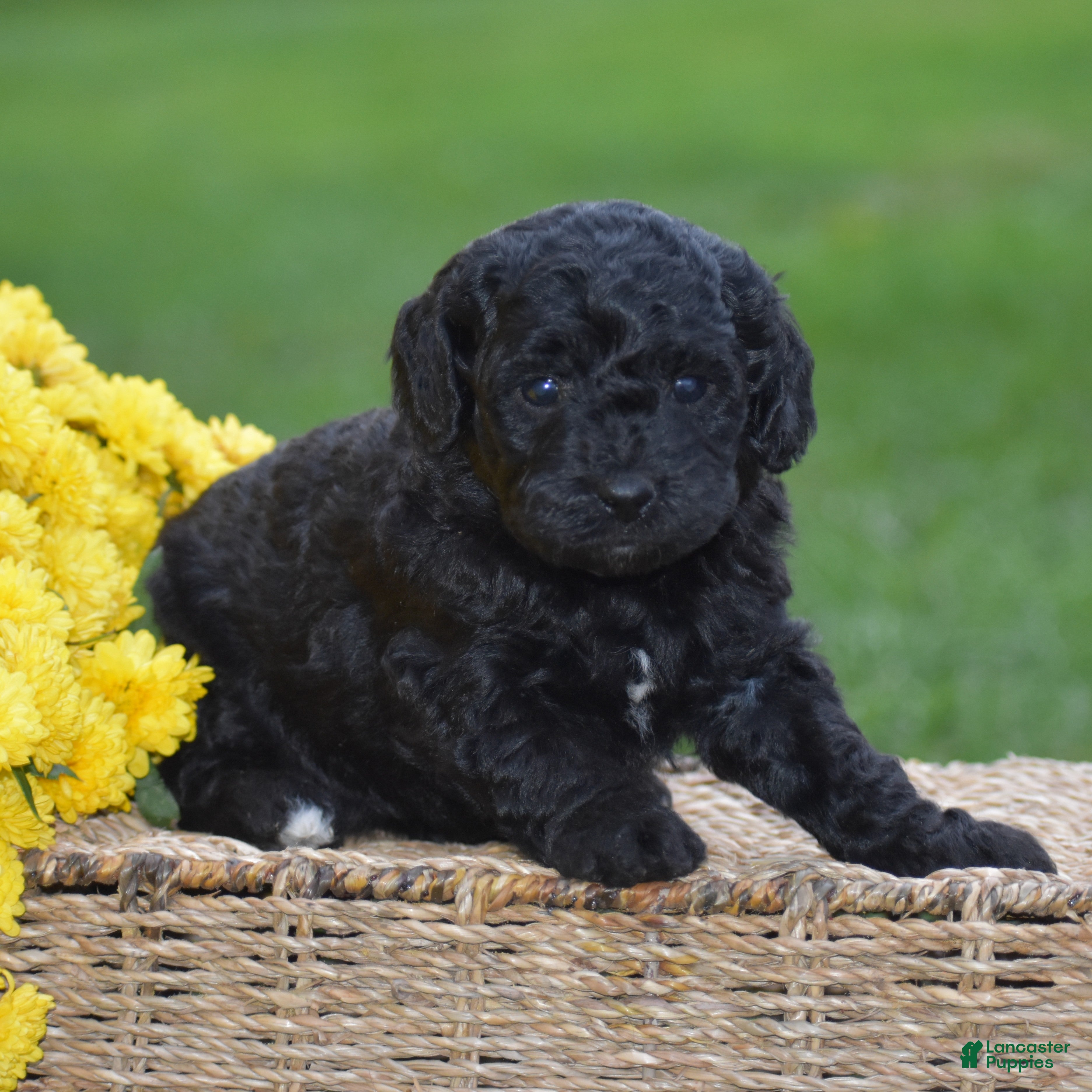 Mini Goldendoodle dogs Heidi - Ad 1