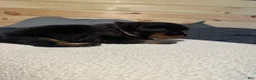 Rottweiler dogs for sale: Angel - Ad 4