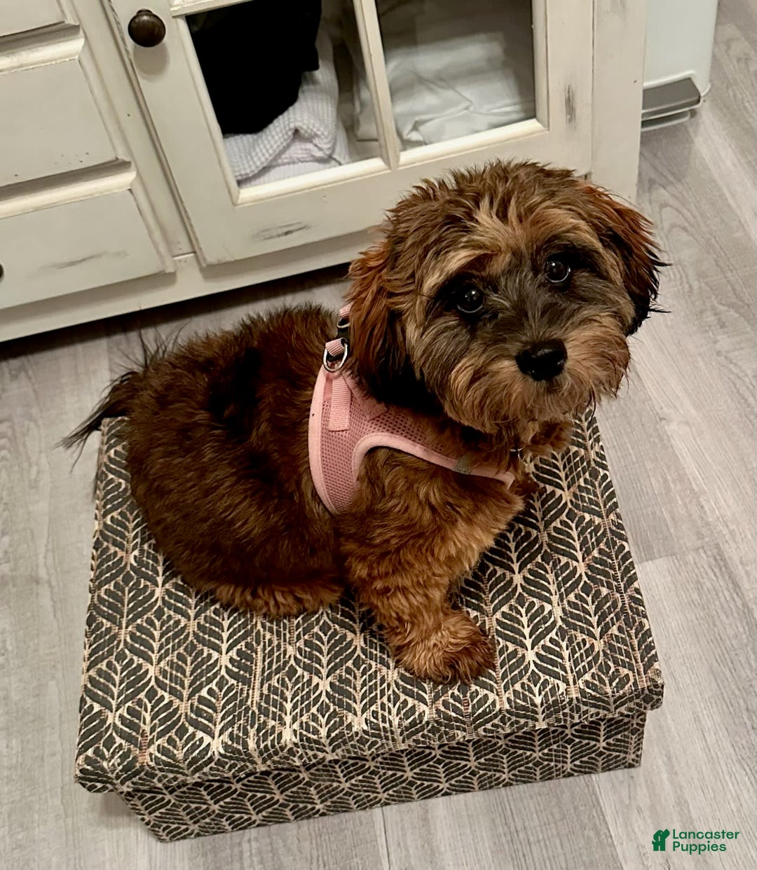 Gallery Image {{count}}