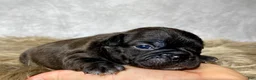 Frenchton dogs for sale: Mr. Murphy  - Ad 7